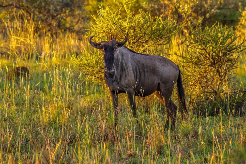 Big Valley Game Lodge Lobatse Buitenkant foto